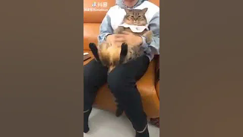 Video 1436051: oriental shorthair cat, american shorthair cat, tonkinese cat somali, korat cat, cat turkish, shorthair brown, somali cat havana, big fat cat