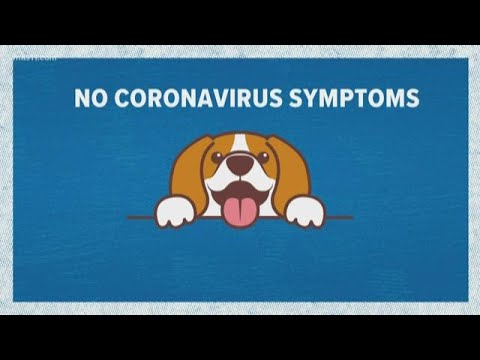 hong-kong-reports-first-dog-with-coronavirus