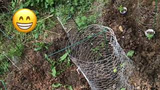 Guerrilla grow 2025