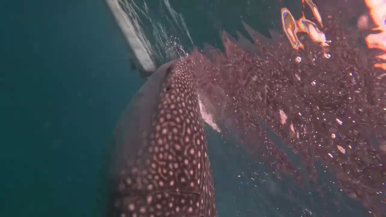 Swimming with the Butanding (Whale Shark) #1 in Oslob, Cebu