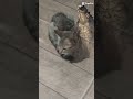 cuidado com seu gatinho kk o dinossauro do lado dele