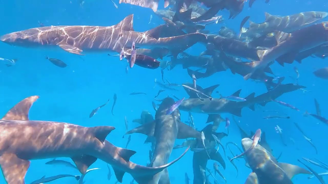 Shark swarms in the Indian Ocean #shark #maldives #indianocean #ocean #travel