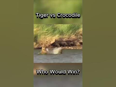 Tiger vs Crocodile Fight | Who Would Win? #tiger #crocodile #battle