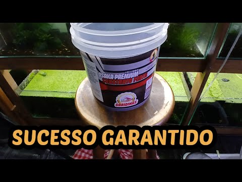 REMONTEI O AQUÁRIO DE CARIDINAS. FICOU BOM?