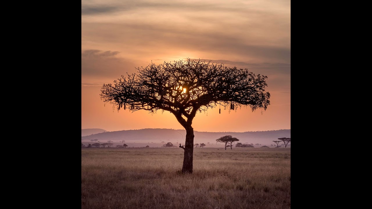 Bipeds on the Serengeti - the First Four Million Years