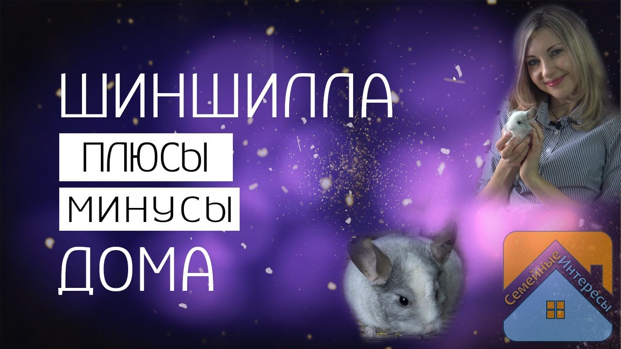 Шиншилла дома. Плюсы и минусы содержания шиншилл. - YouTube