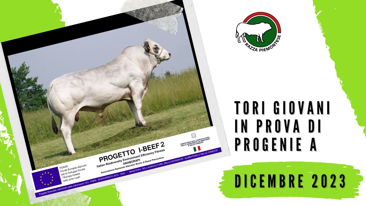 Progenie Galeone e Gillo. Tori in prova di progenie a Dicembre 2023 - YouTube