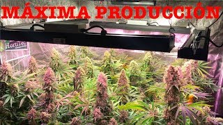 Cultivo de marihuana interior MÁXIMA PRODUCCIÓN