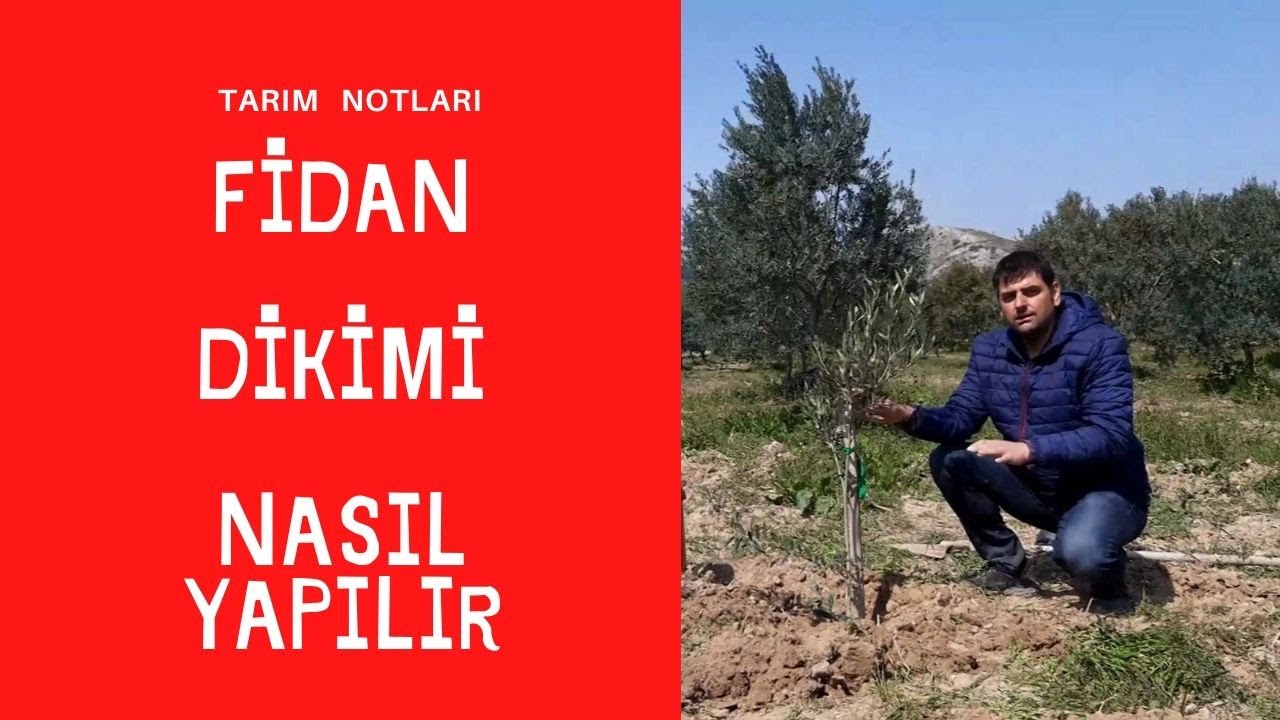 FİDAN DİKİMİ . zeytin yetiştiriciliği ; detaylı zeytin fidanı dikimi