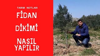 FİDAN DİKİMİ . zeytin yetiştiriciliği ; detaylı zeytin fidanı dikimi