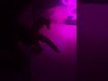 k12 violet vinyl! #music #song #speedup #audio #furry #melaniemartinez #crybaby #k12 #babybottle #🥰