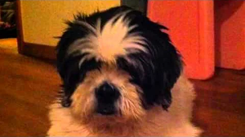 Sandy - Love My Dogs