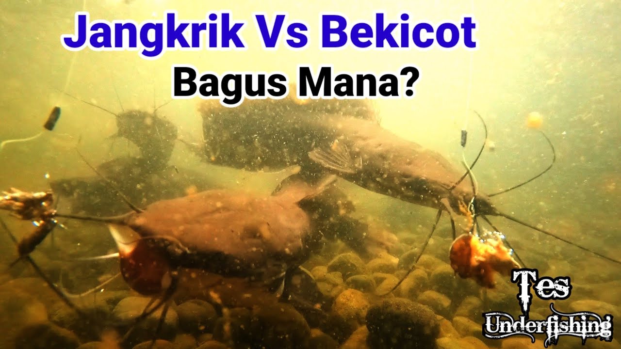 Tes Umpan Lele Jangkrik Vs Bekicot Mana Yang Paling Gacor