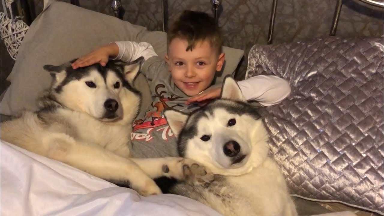 are huskies dangerous to babies