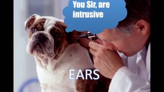 Ear Cytology (Veterinary Technician Education)