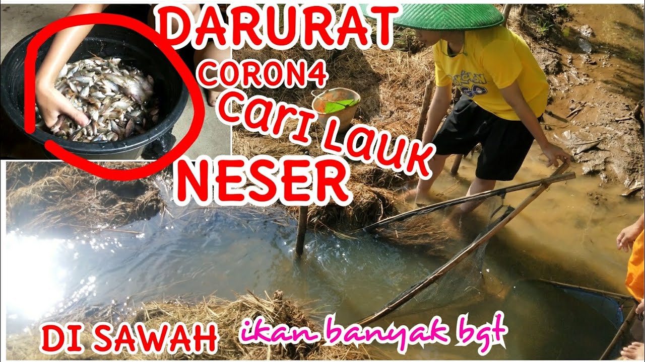 Di Musim Hujan ikan pada Turun, SARANG IKAN mantap