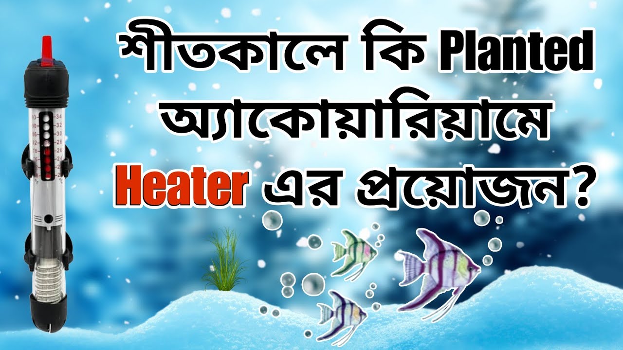 Do Aquarium Plants Need a Heater YouTube
