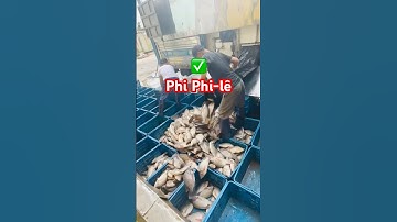 @carophivietnam🔴 Cảnh nhập Cá Rô Phi lượng lớn về công ty xuất khẩu #cárôphi 0974775200 #tilapia