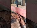 sawmill machine for splitting wood #shorts