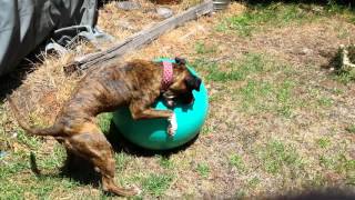 American Staffy Loves Ball To Much