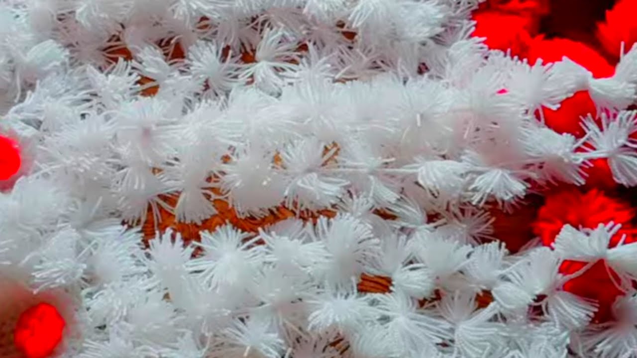 Elegant 🫣✨ gate parda collection 