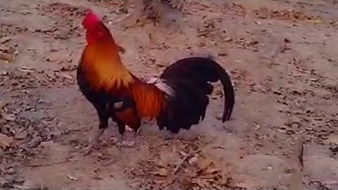 qaib dib zoo nkauj dib tuaj zoo kawg nawb