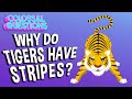 Tiger Camouflage and Genetics Quiz