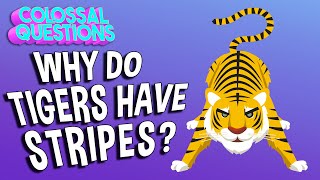 Why Do Tigers Have Stripes? | COLOSSAL QUESTIONS