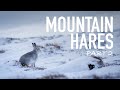 Photographing Mountain Hares: Wildlife Photography in Scotland (Part 2)