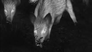 Springwatch : Wild Boar
