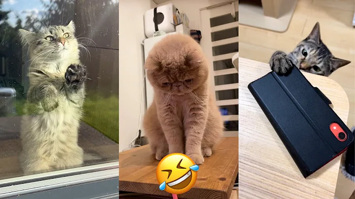 Video 3334391: cats collection funny, cats compilation cute funny, collective animals funny, cats dogs funny animals, laugh funny cat, baby cats