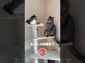 妹のれなに怒られたむさし#ショート#shorts #猫＃ねこ#ねこ動画#おぎのきんしろう＃キジ白のれな＃キジトラのむさし