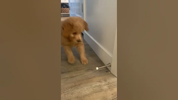 The puppy, who had never seen a door stop! Complet...