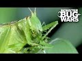 Predatory Katydid Vs Green Praying Mantis | MONSTER BUG WARS