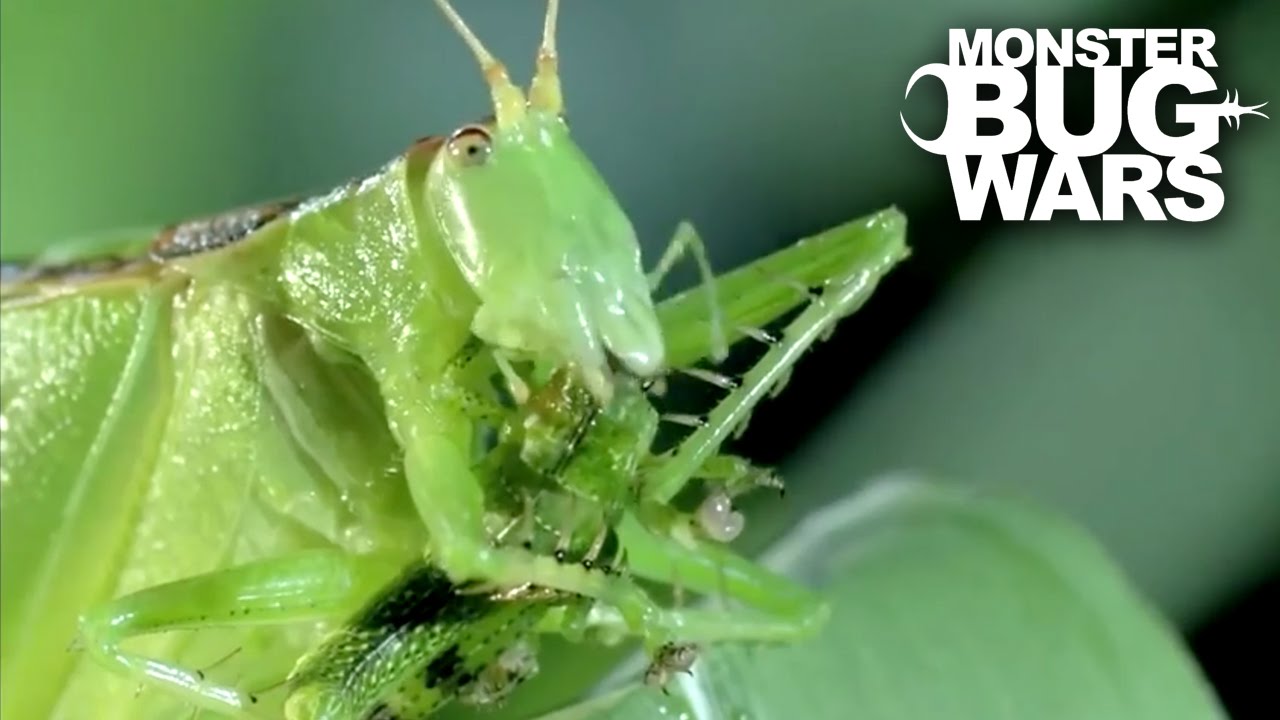 Katydid vs praying mantis