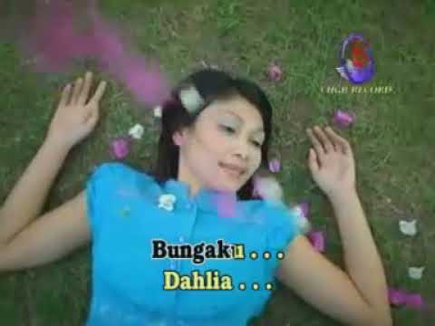  Ida  Laila  bunga  Dahlia  YouTube