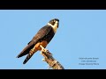 Falcão-de-peito-laranja, Aves Rapinantes, Ave rara, Considerada em estado de estinção,