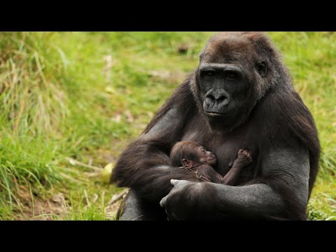 Çita Dünyası - Goril canlı canlı doğum yapma anı / गोरिल्ला जन्म का क्षण