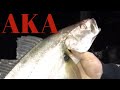 Sydney jewfish &amp; bream flatheads