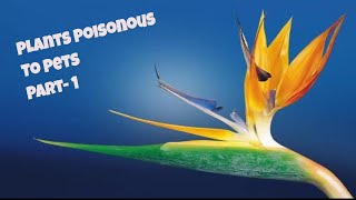 Plants Poisonous to Pets Part-1 by Gary's Sprinkler Repair 533 views 4 years ago 2 minutes, 11 seconds