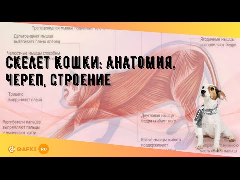 Скелет кошки- анатомия- череп- строение