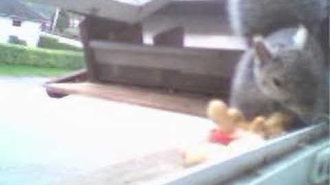 Grey and black squirrels eating nuts with crazy music