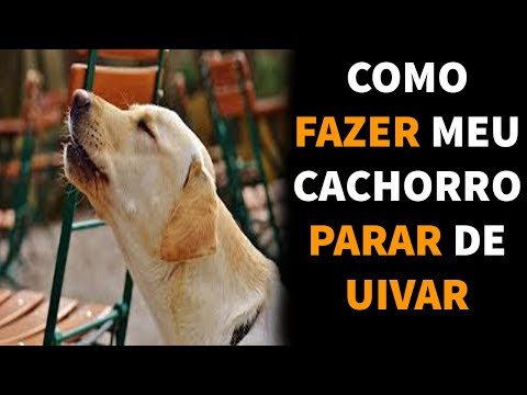 Vídeo: Como Fazer Um Cachorro Parar De Uivar