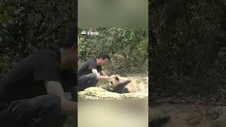 Super Cute Baby Qi Yi Bathing | iPanda #shorts