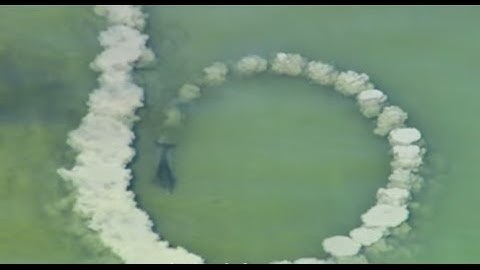 Dolphins trick fish with mud "nets" | One Life | BBC