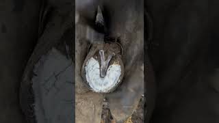 What’s The Most Satisfying Part Of The Process?👀 #Farrier #Horse #Satisfying #Asmr #Oddlysatisfying