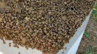 A massive swarm in Ivanhoe