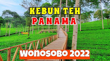 Kebun teh Panama Wonosobo | wisata terbaru Wonosobo 2022