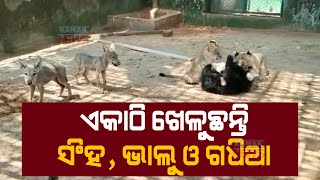 Wolf, Lion & Bear Cub Staying Together In Nandankanan Zoological Park |  Discussion With Care Taker