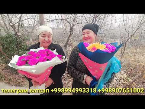 МУСОФИРЛАРНИ ЙИГЛАТГАН ВИДЕО